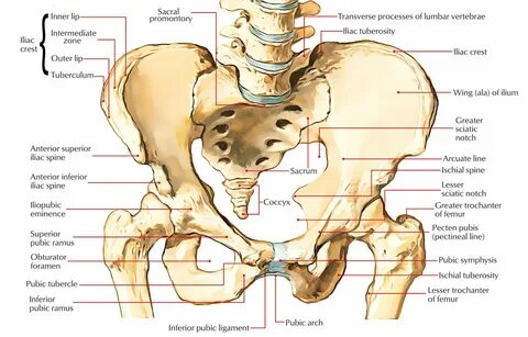 Pelvic Anatomy - Muscles of the Pelvis AnatomyZone