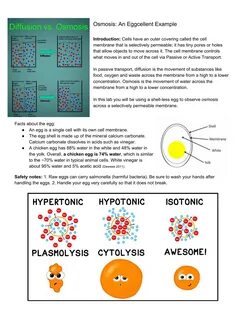 Egg Osmosis Lab Pdf - Egg Osmosis Take Home Lab by Heidi His