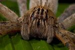 Brazilian Wandering Spider Related Keywords & Suggestions - 