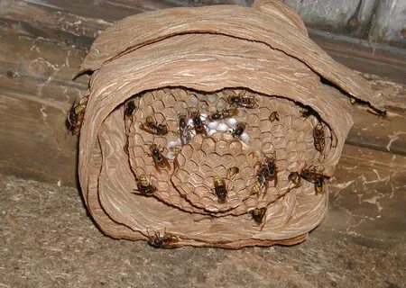 Pictures of Hornets Nest . Image Gallery on Animal Picture S