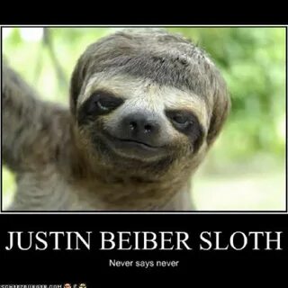 Justin Beiber sloth Sloths funny, Wife humor, Funny pictures