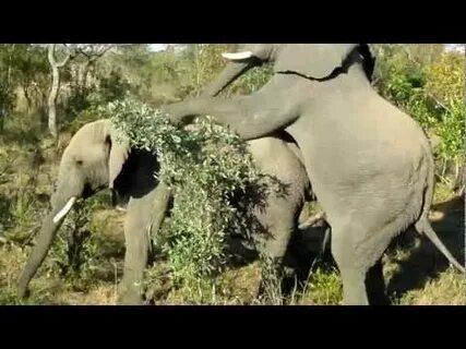 Gay Elephants Doin' It - Rare Footage