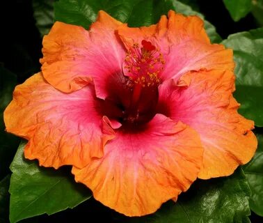 Erin Rachel Hibiscus Hibiscus, Hibiscus rosa sinensis, Plant