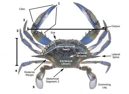 Number 1 Blue Crab Sizes Related Keywords & Suggestions - Nu