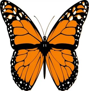 monarch butterfly drawing - Clip Art Library