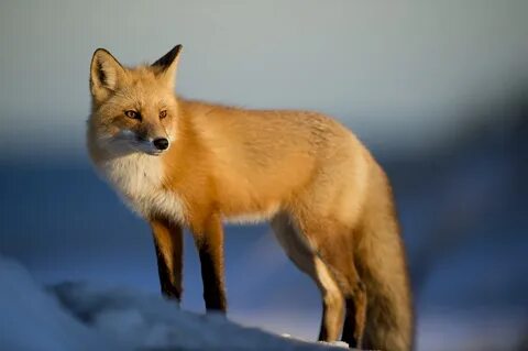 The fox is a domestic or a wild animal? 