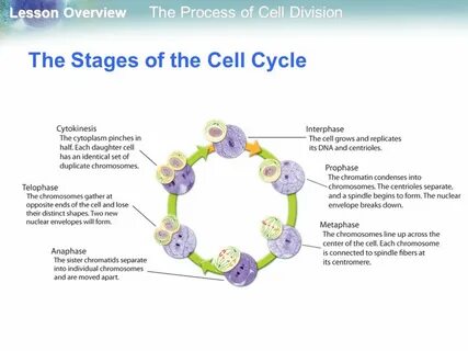 Cells Alive Meiosis Phase Worksheet Answers - Copy Of Cell C