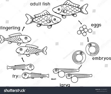 Coloring Page Life Cycle Fish Sequence Stock Vector (Royalty