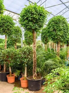 Buy Ficus nitida Stem 65/48 Soilculture? Nieuwkoop Europe