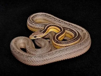Anery Stripe Tessera Corn snake, Snake, Reptiles