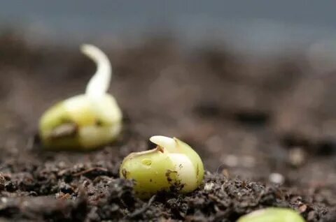 New insights into the earliest events of seed germination