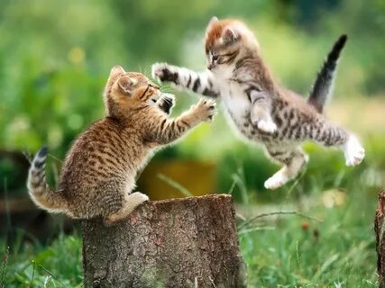 Fighting cats image - Cat lovers - Mod DB