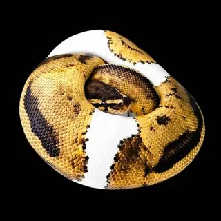 🔥 Click the image to see more. Pastel Enchi Pinstripe Pied p
