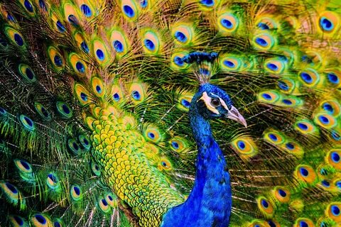 Peacock Wallpapers - WallpapersCart