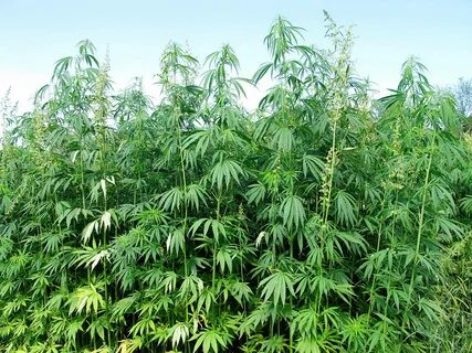 McConnell wants hemp removed from controlled substance list 