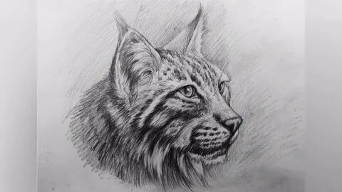 How To Draw Realistic Lynx Step by Step - YouTube