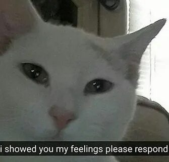 i showed you my feelings please respond - Memes