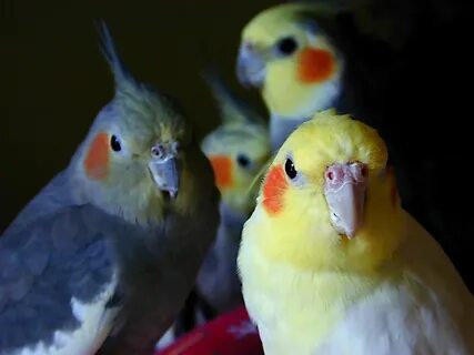 Adorables.. Cockatiel, Companion parrot, Parrot