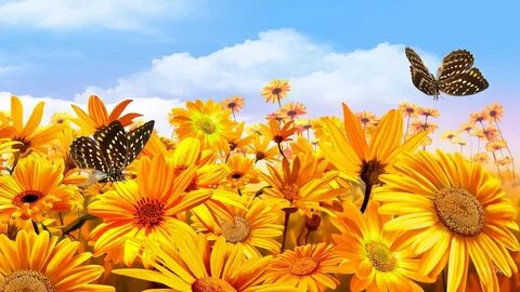 Sunflowers and Butterflies