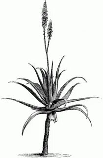 aloe vera plant - Google Search #desertplants #desert #plant