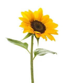 Download Sunflower Transparent Background HQ PNG Image FreeP