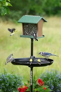 Amazon.com : Brome Buster Tray Feeder and Seed Catcher, blac