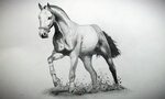 Crtež konja u olovci