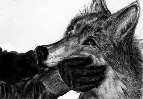 The Long Goodbye 🌠 Cool wolf drawings, Wolf drawing, Drawing