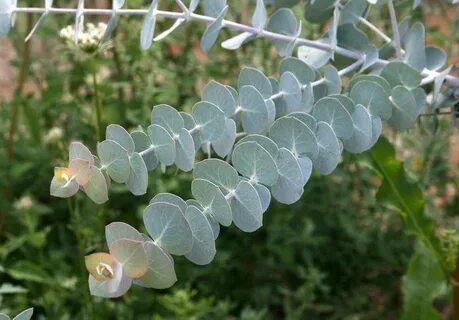 Pin on Dorm Plants