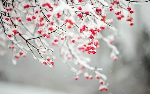 Winter Flower Wallpapers - 4k, HD Winter Flower Backgrounds 
