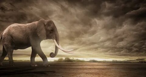 Majestic Elephant Walking Motion Background 00:10 SBV-338410