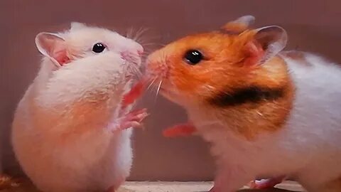 Hamsters are running and playing - Eating food and have fun 