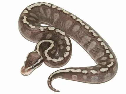 Super pastel GHI Mojave Ball python, Python, Animals