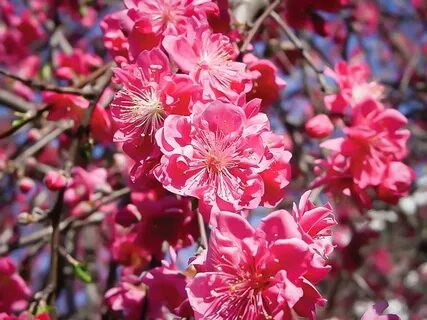 Pink Cascade Weeping Peach For Sale Online The Tree Center