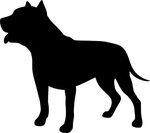 Staffordshire Bull Terrier American Staffordshire Terrier Am