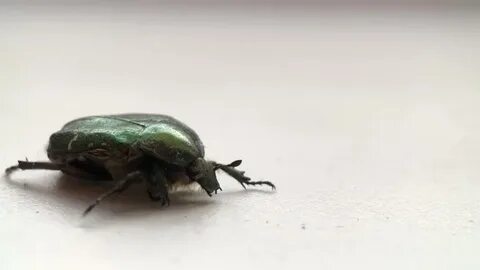 Video Stok green beetle close-up shiny shell crawling (100% 