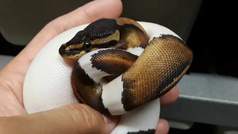 Black Pastel Pied ball python holdback - YouTube