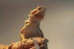 How to Tell the Age of Your Bearded Dragon (2022 Guide) Pet 