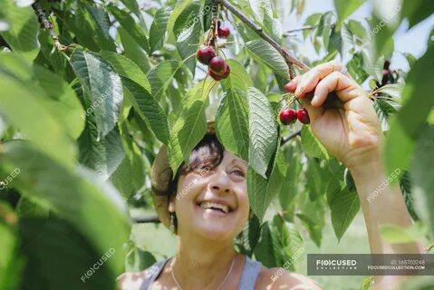 Женщина собирает вишни в саду - Урожай, Черри - Stock Photo 