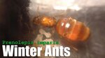 Winter Ants: Ants that like the cold? - AntsCanada