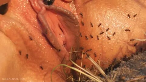 Ants on pussy Ants biting pussy
