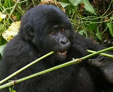 Gorilla Trekking in Uganda & Rwanda,Tour Costs,Gorilla Safar
