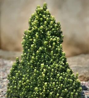 Picea glauca 'Pixie Dust' Miniature Alberta Spruce Fairy gar