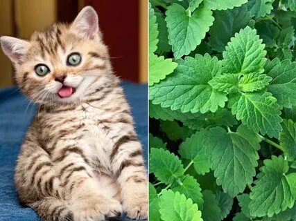 Is Catnip Bad For Cats Care About Cats