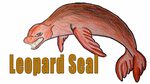 How to Draw Leopard Seal - YouTube - YouTube