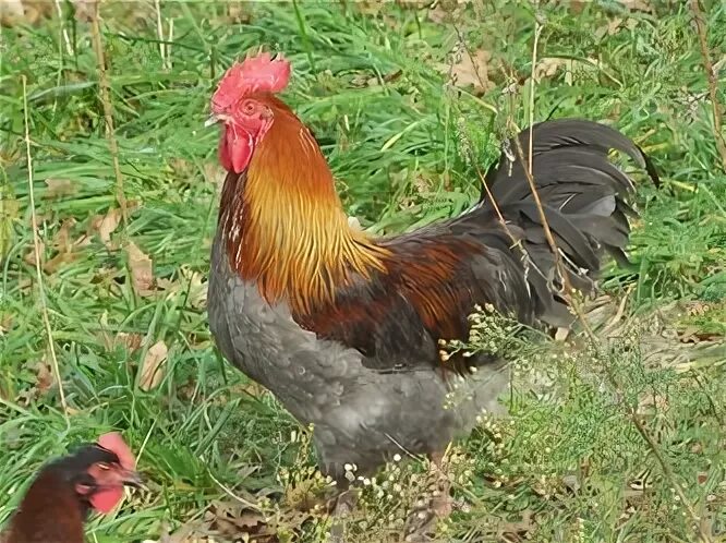 Blue copper Marans Rooster Pure Wade Jeane Line BackYard Chi