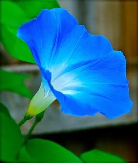 Morning Glory wallpapers, Earth, HQ Morning Glory pictures 4