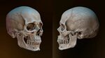 17 Inspired For Skull 3d Model Reference - Foro Mockup