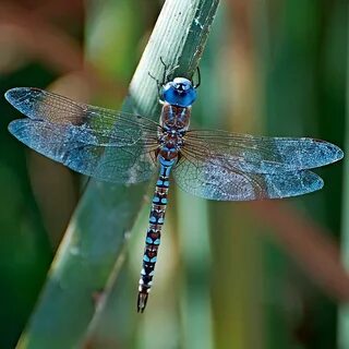 I spy a dragonfly... Dragonfly, Blue dragonfly, Dragonfly ar