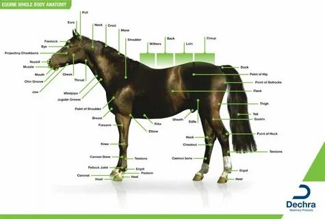 Enlargement of the equine whole body anatomy chart. I use to